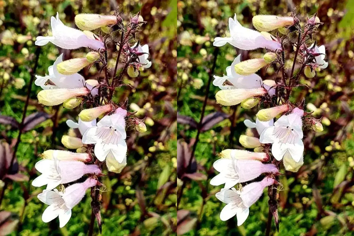 Buschwindröschen campanulatus