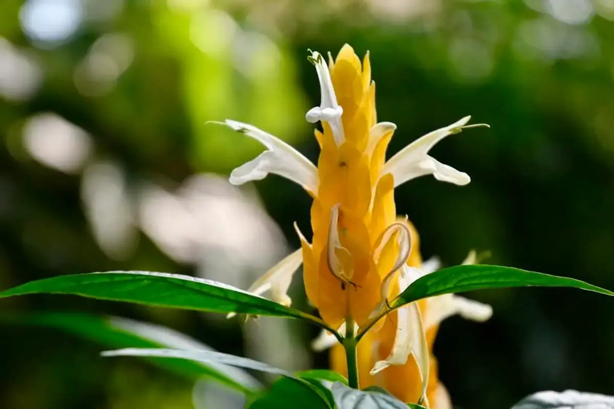 Pachystachys lutea