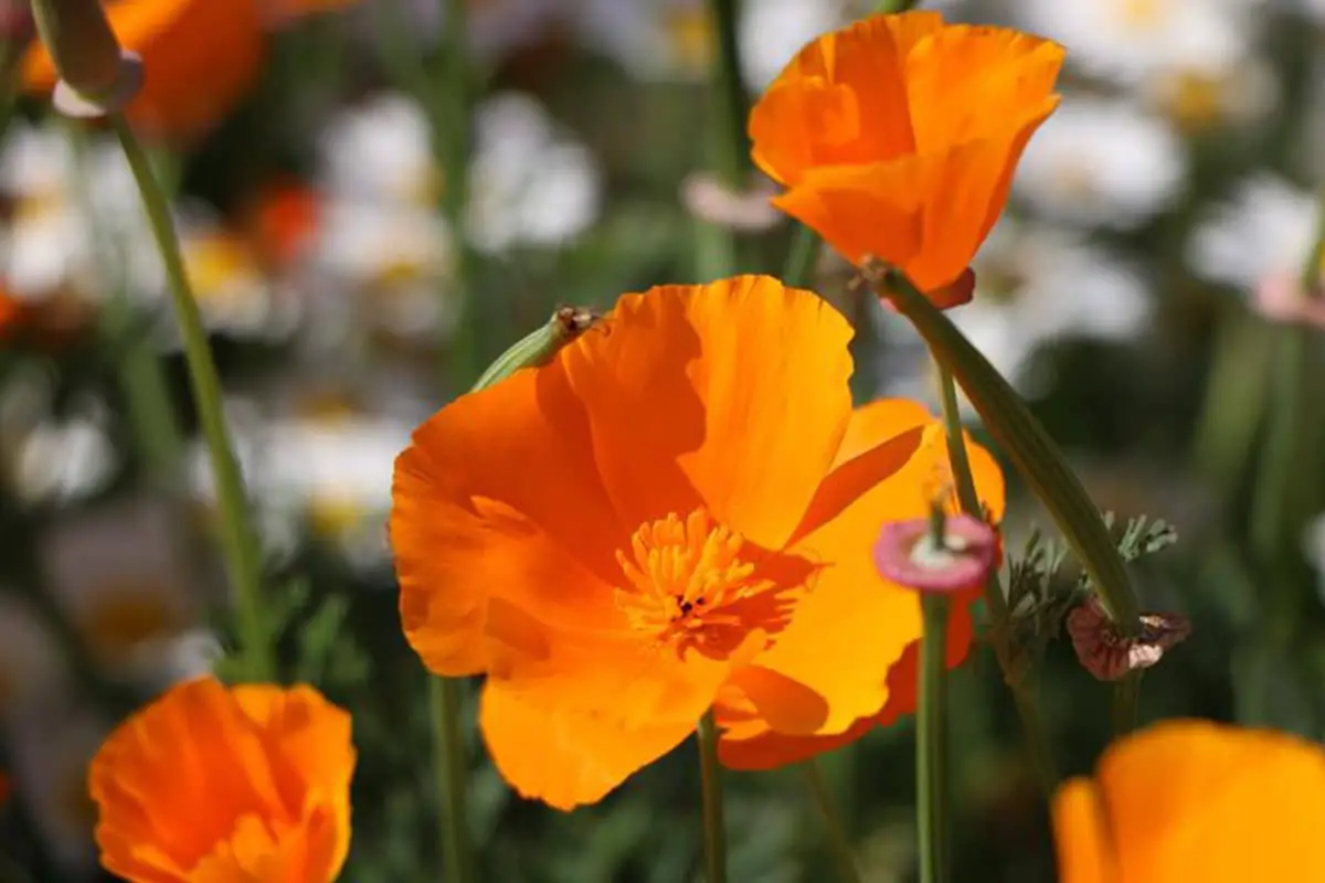 Eschscholzia californica