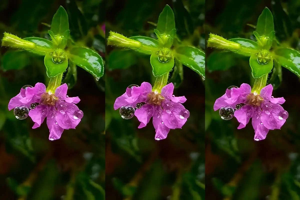 Cuphea hookeriana
