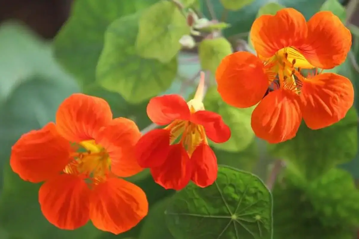 Tropaeolum majus