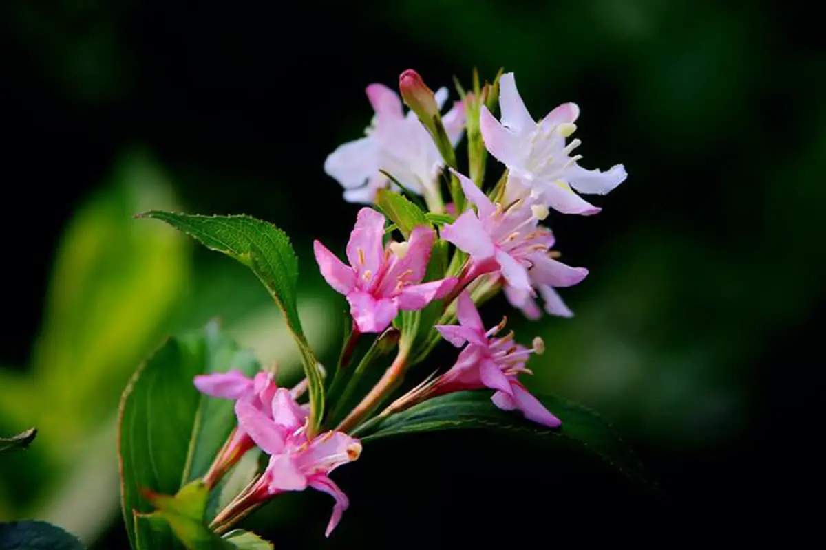 Weigela coraeensis
