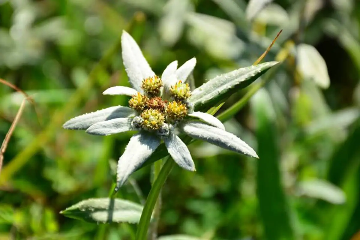 Leontopodium leontopodioides