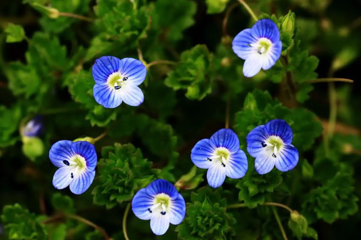 Verónica persica
