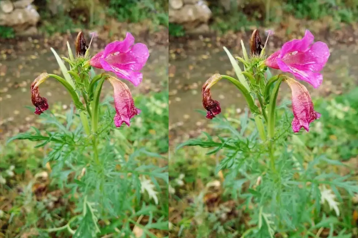 Incarvillea arguta