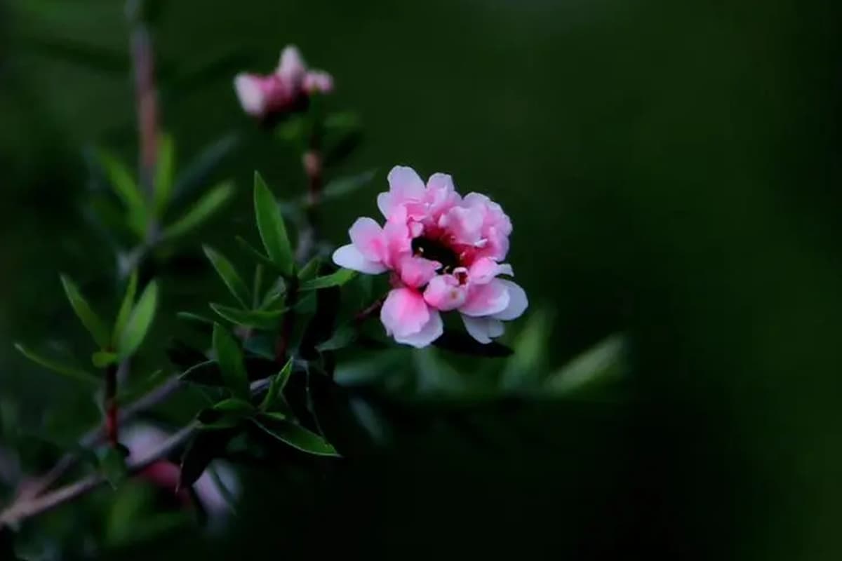 Leptospermum scoparium