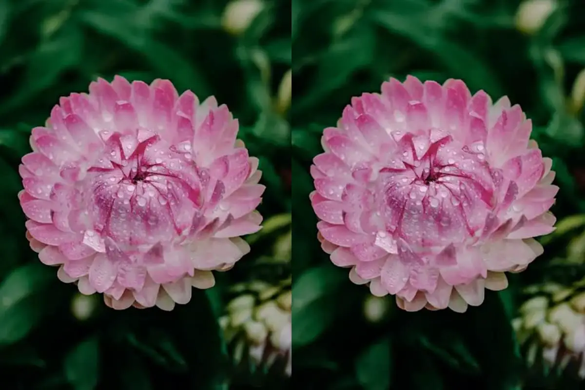 Xerochrysum bracteatum