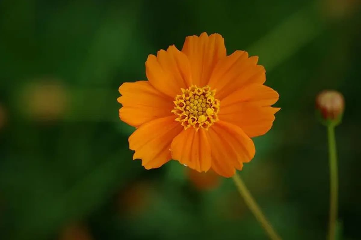 Cosmos sulphureus