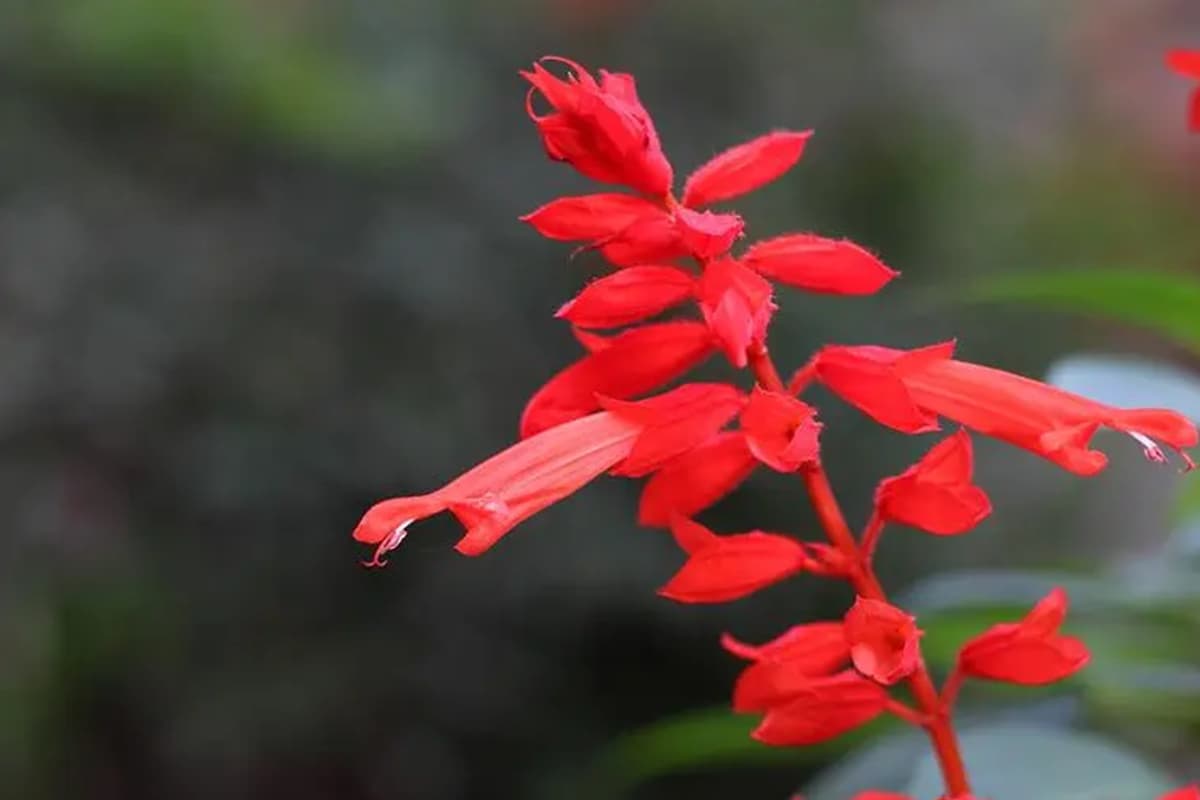 Salvia splendens
