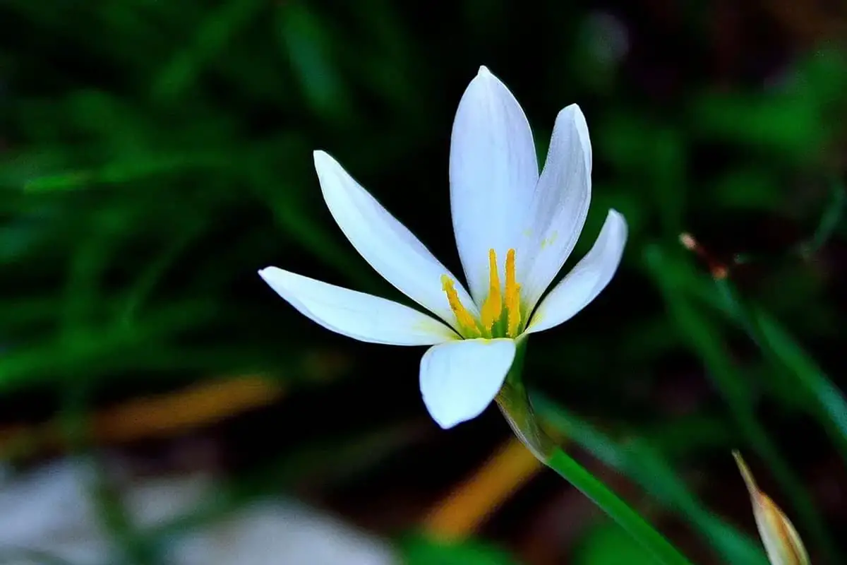 Zephyranthes candida