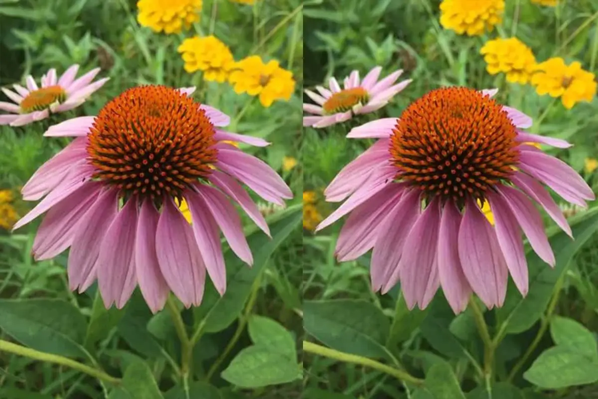 Echinacea purpurea