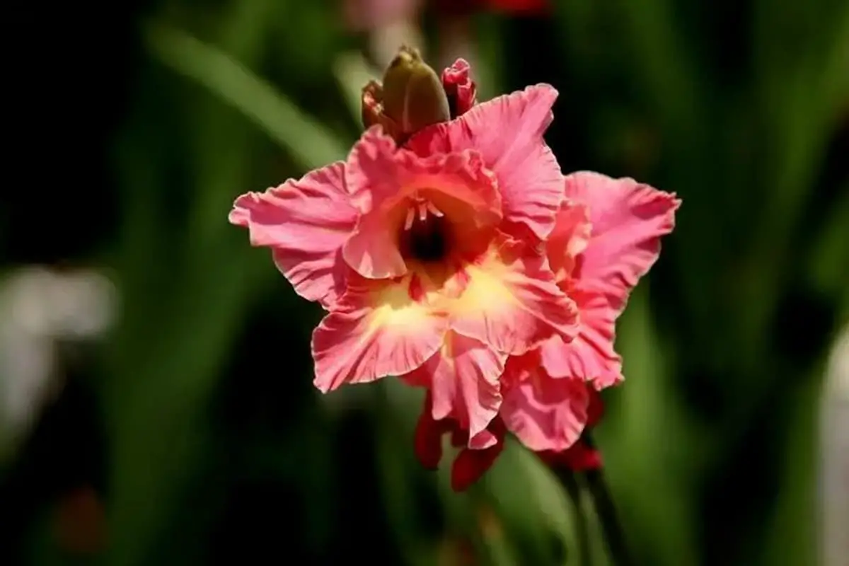 Gladiolus gandavensis