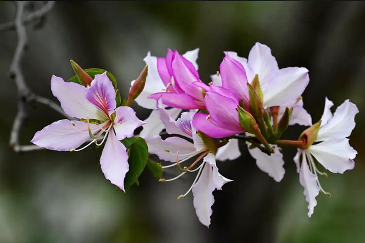Bauhinia