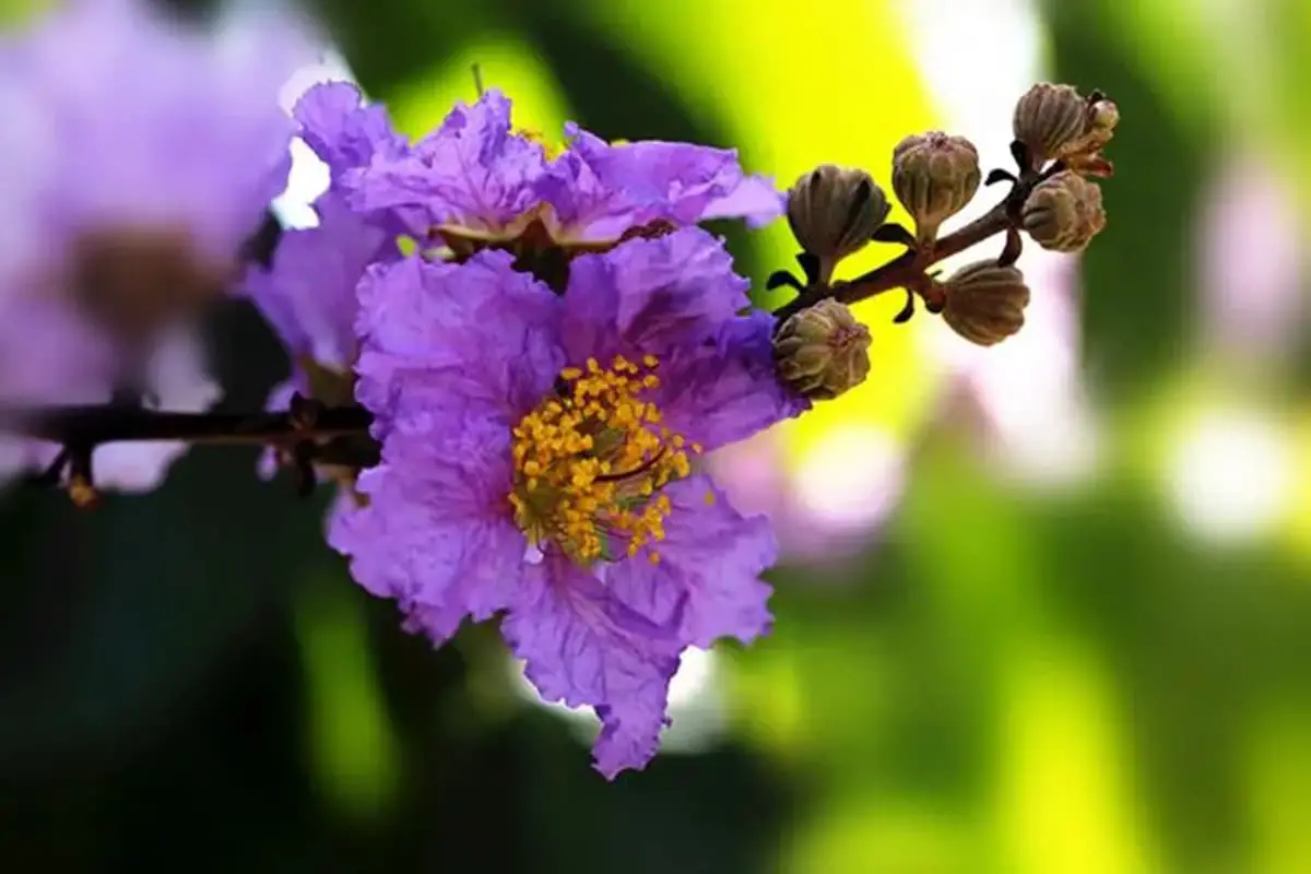 Lagerstroemia speciosa 