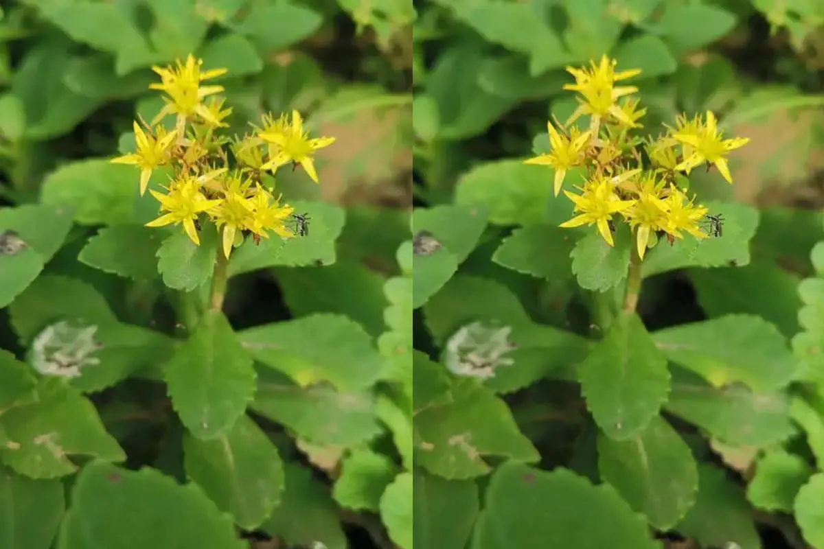 Sedum aizoon