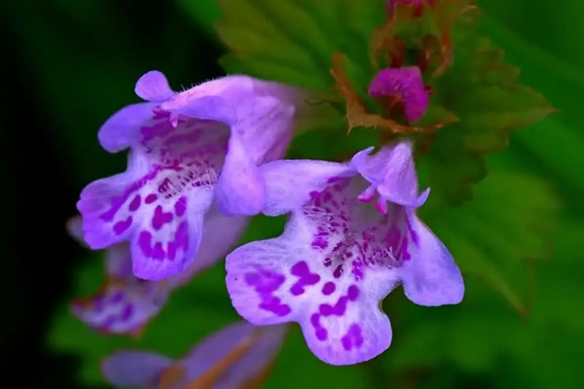 Glechoma longituba