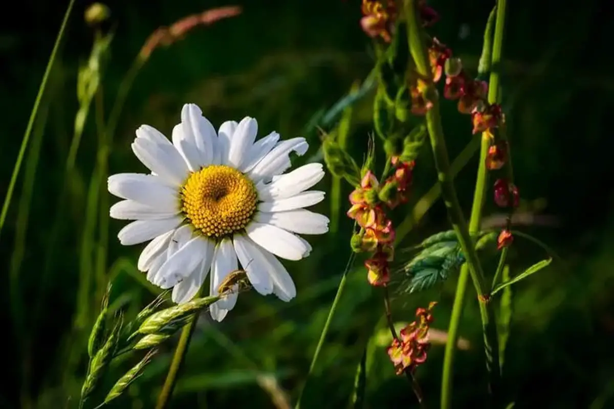 Chrysantheme lavandulifolium