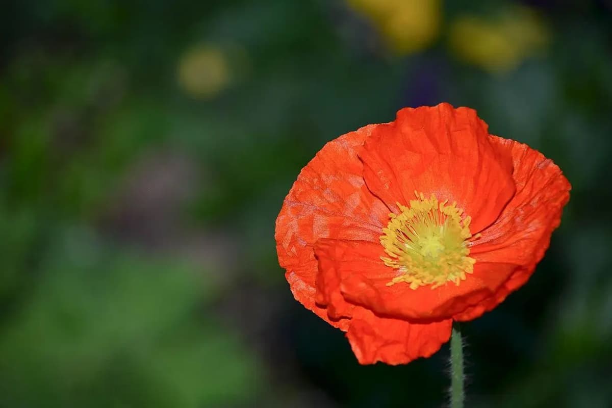 Eschscholzia californica