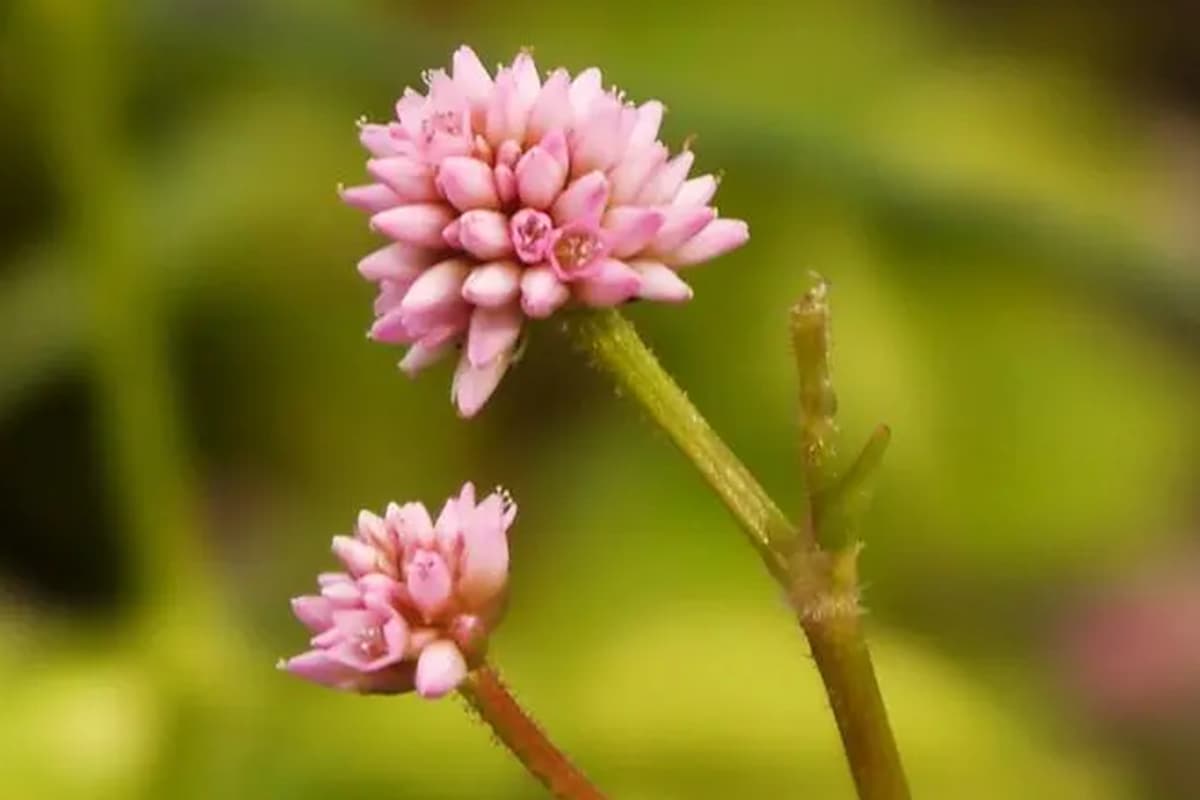 Persicaria capitata