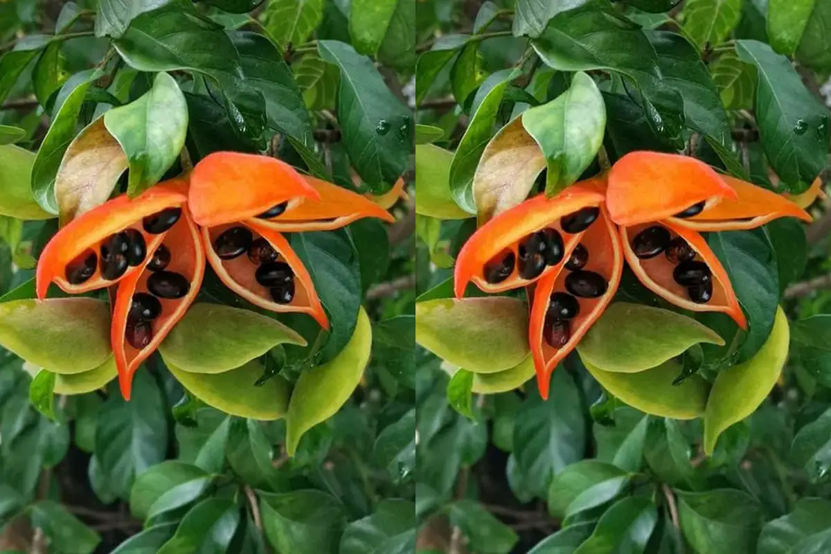 Sterculia lanceolata