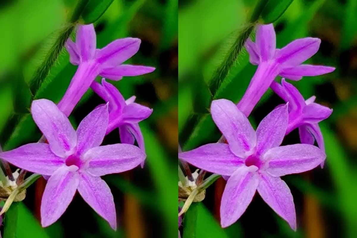 Tulbaghia violacea