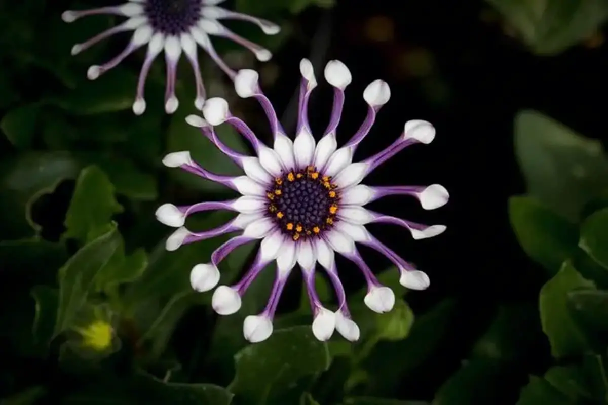 Arctotis stoechadifolia