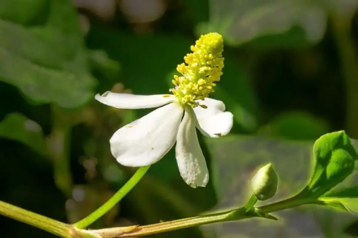 Houttuynia cordata