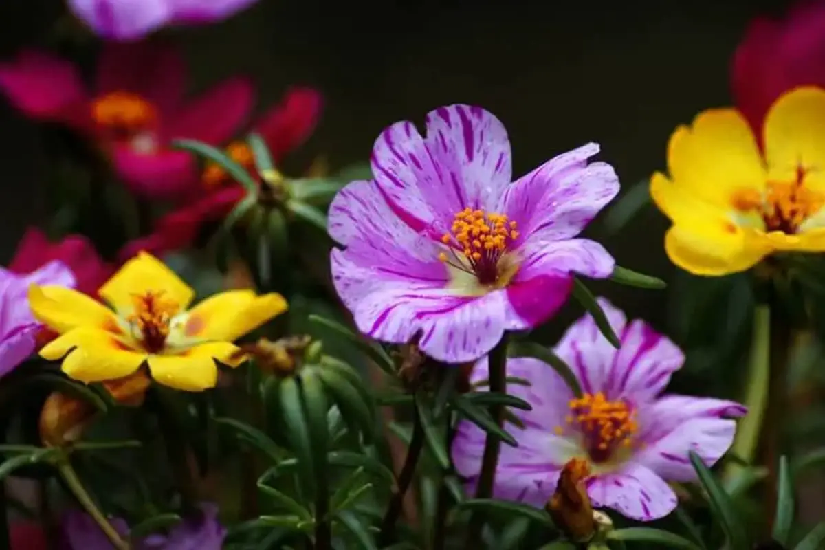 Portulaca grandiflora