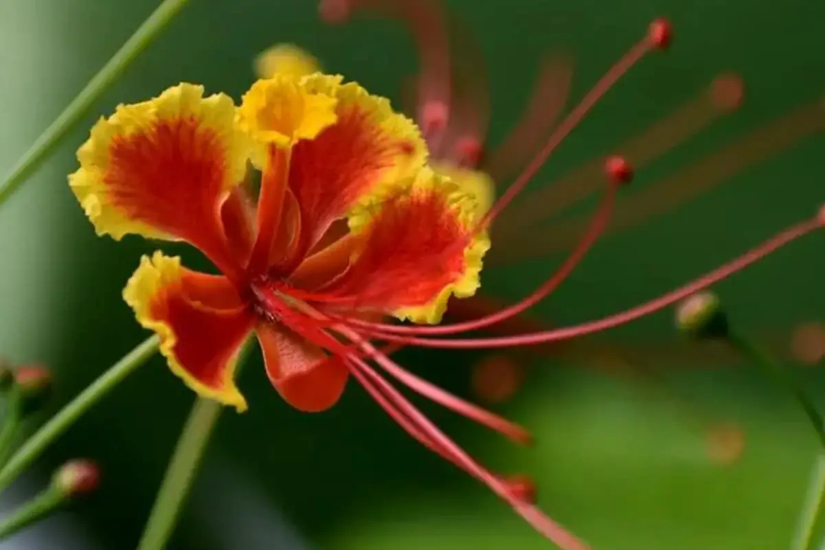 Caesalpinia pulcherrima