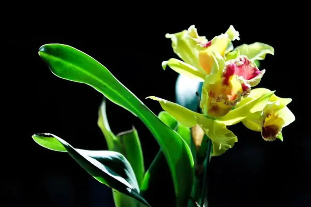 cymbidium-lowianum-growth-care-and-blooming-tips-flowerslib