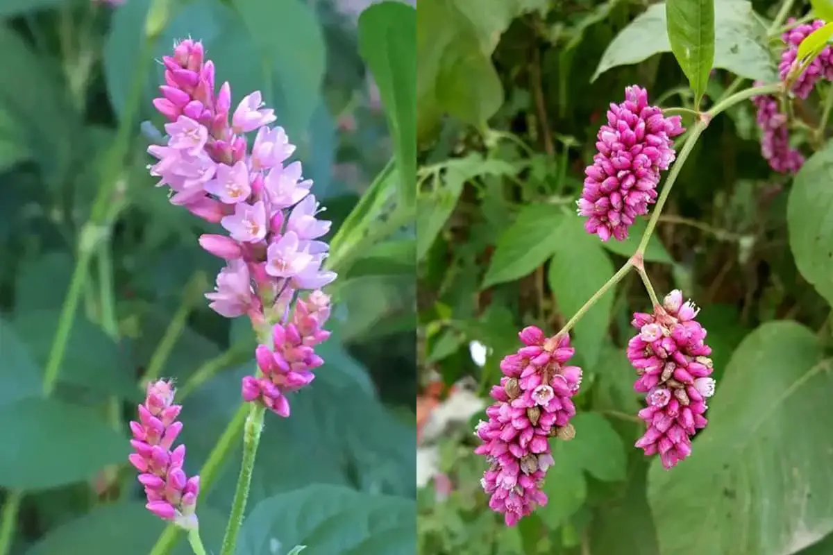 Polygonum orientale