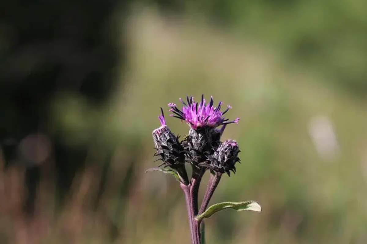 Saussurea japonica