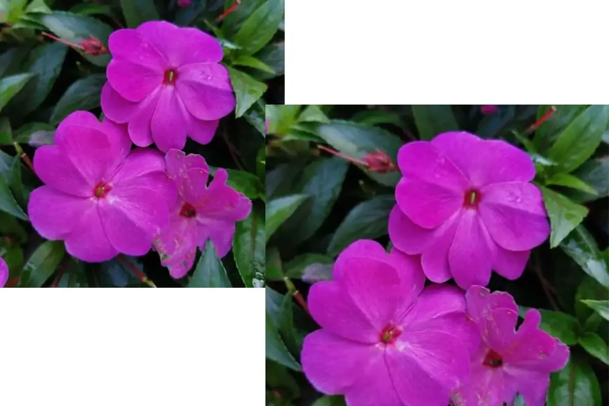 Impatiens walleriana