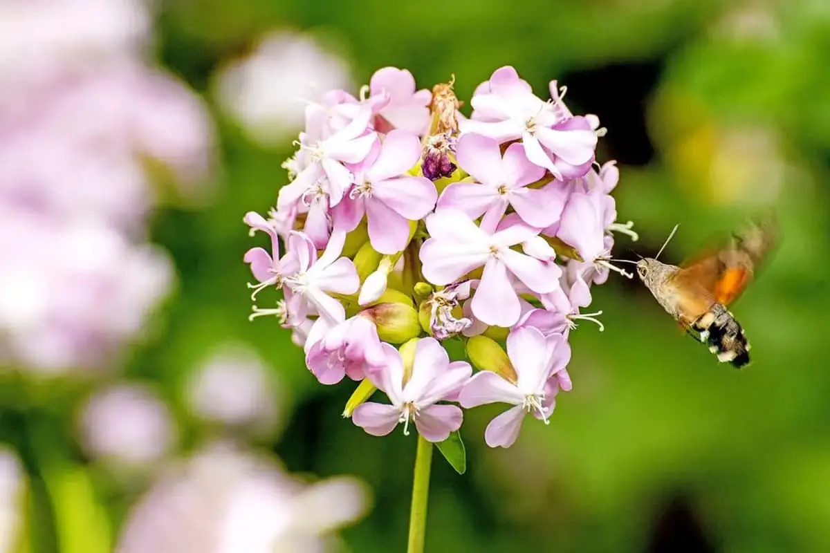 Saponaria officinalis