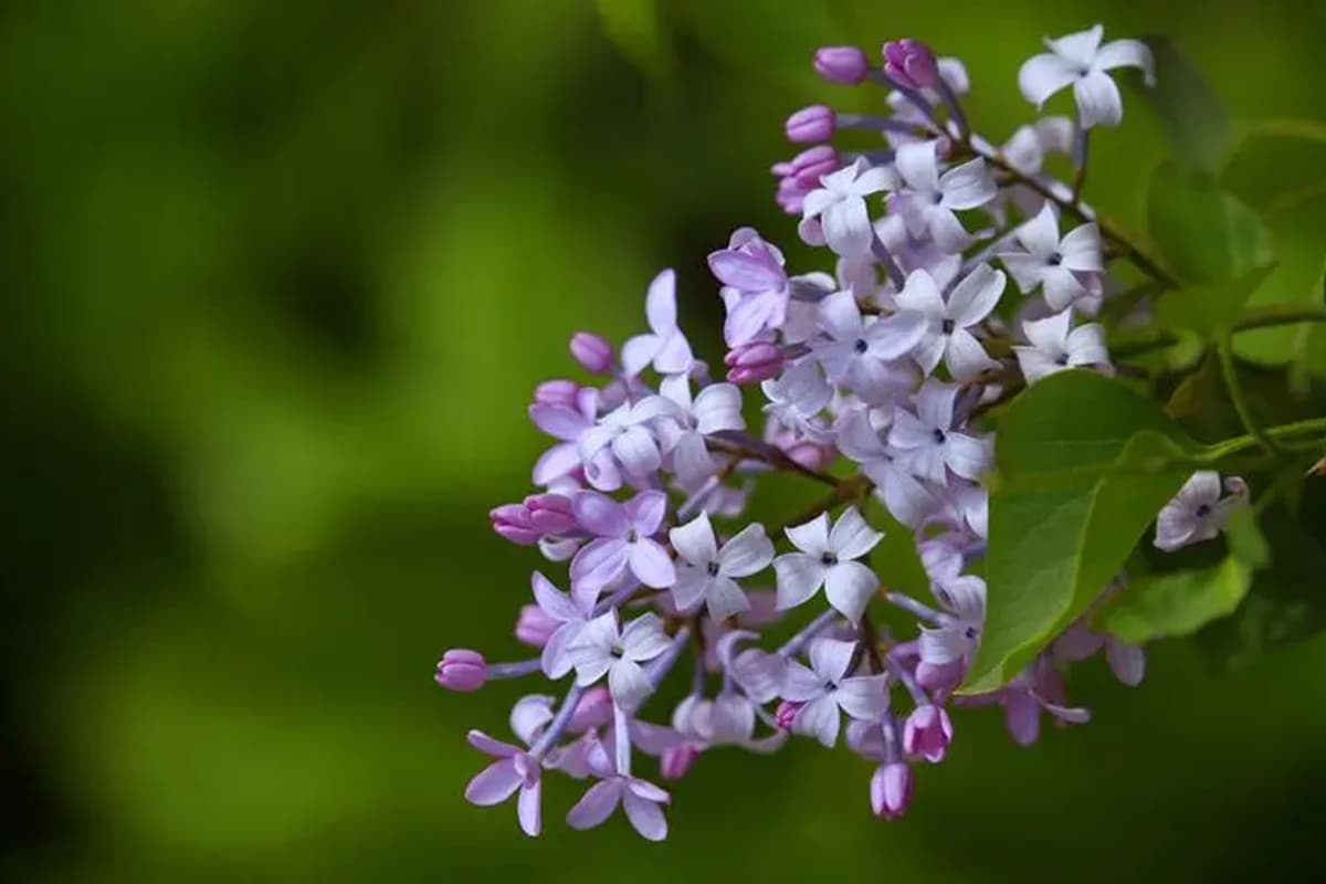 Syringa villosa Vahl 红丁香