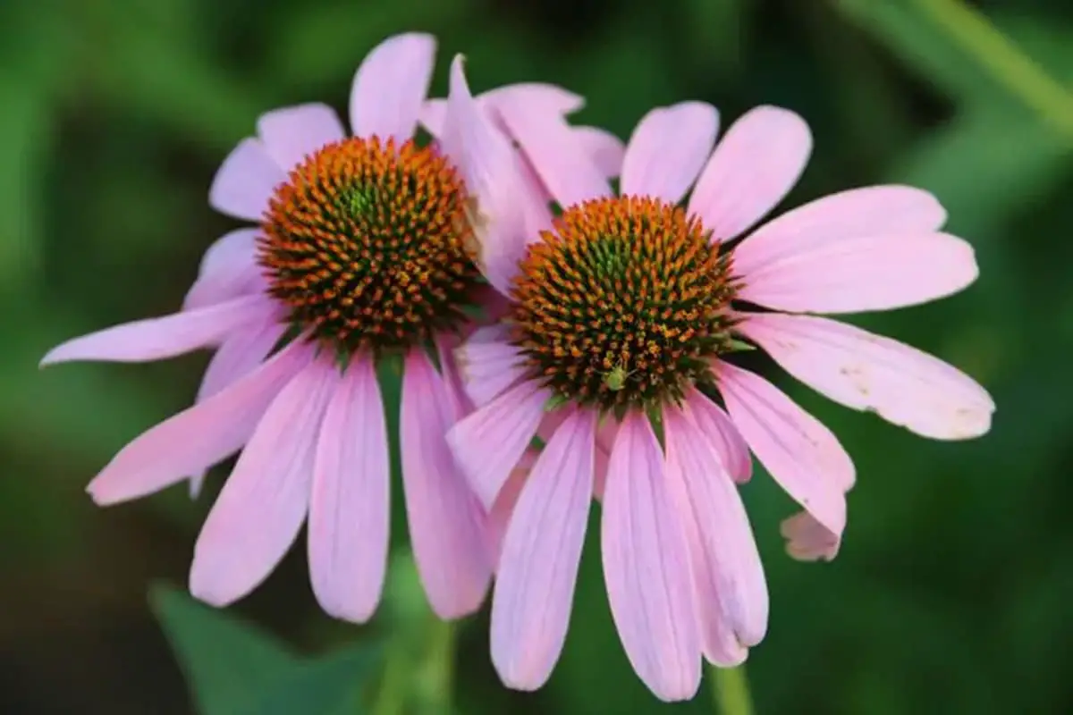 Echinacea purpurea