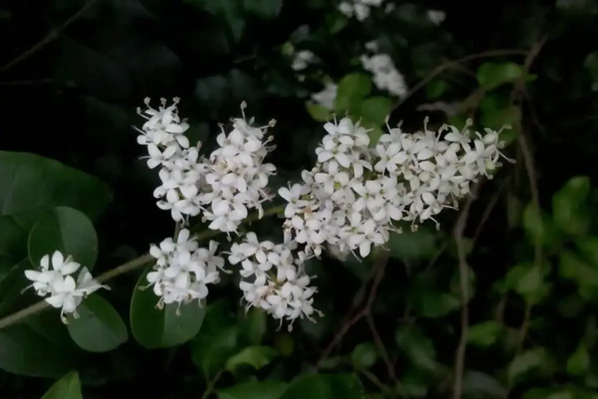Ligustrum sinense