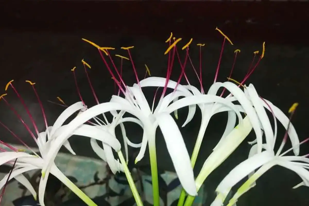 Crinum asiaticum