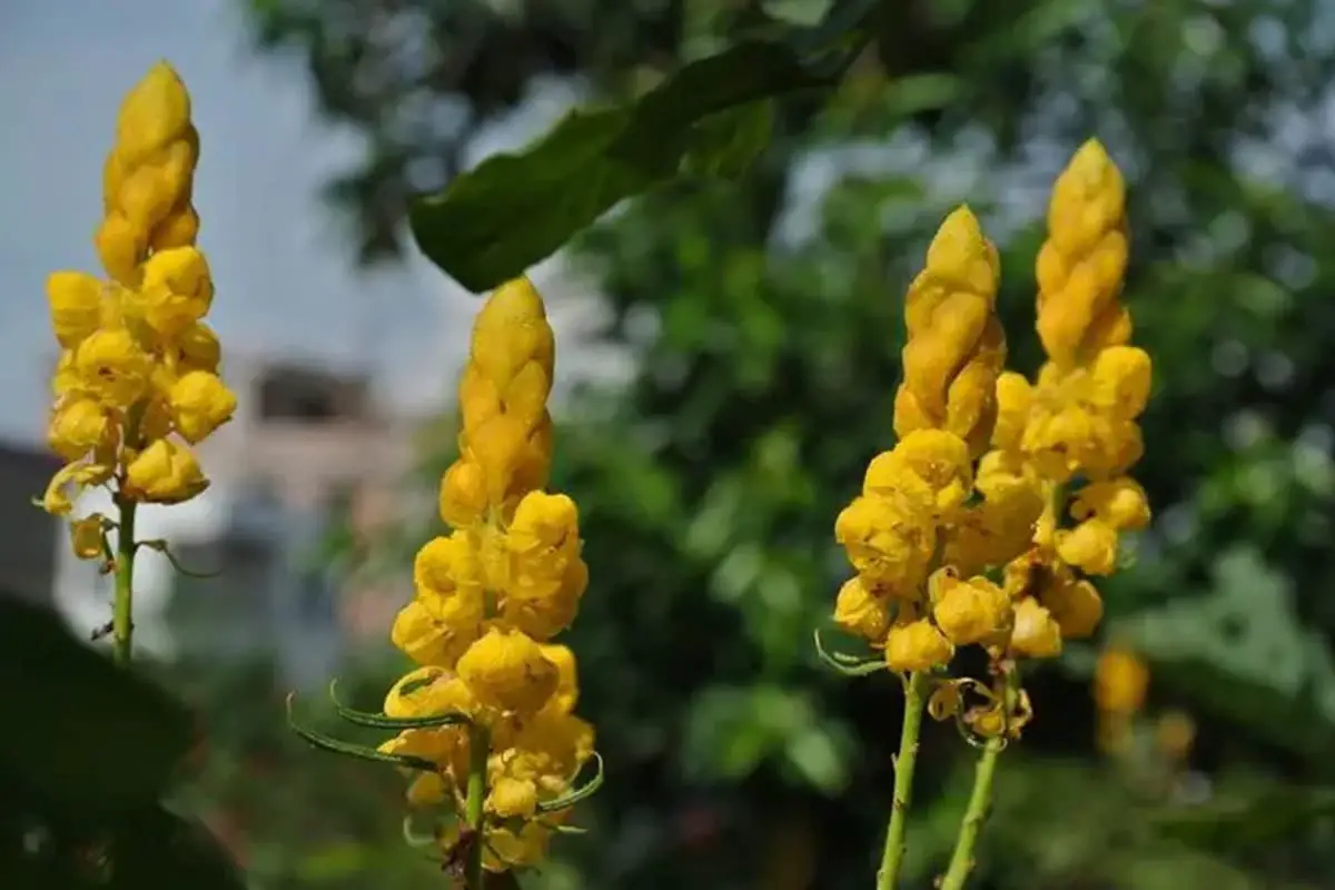 Senna alata
