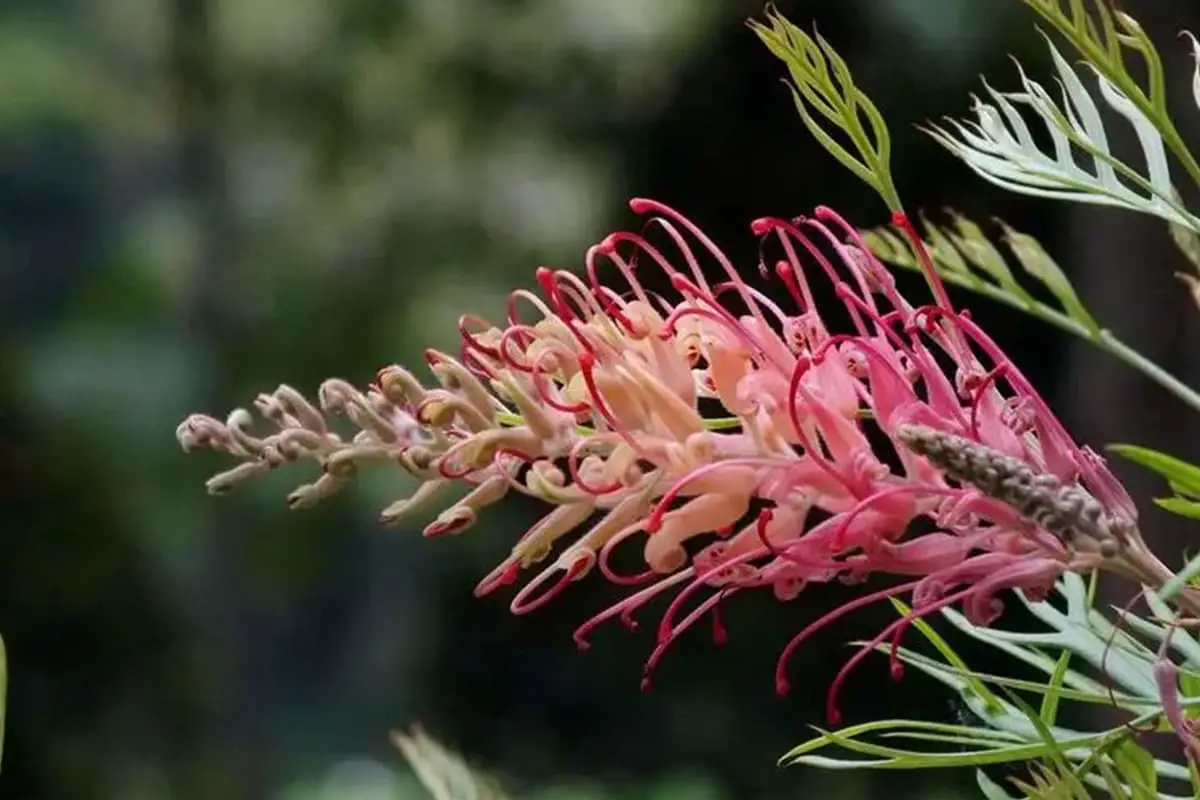Grevillea banksii