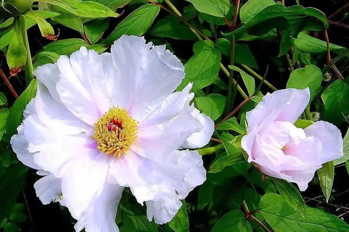 Paeonia ostii