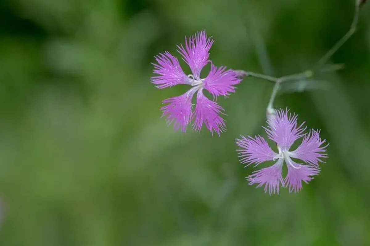 Dianthus superbus