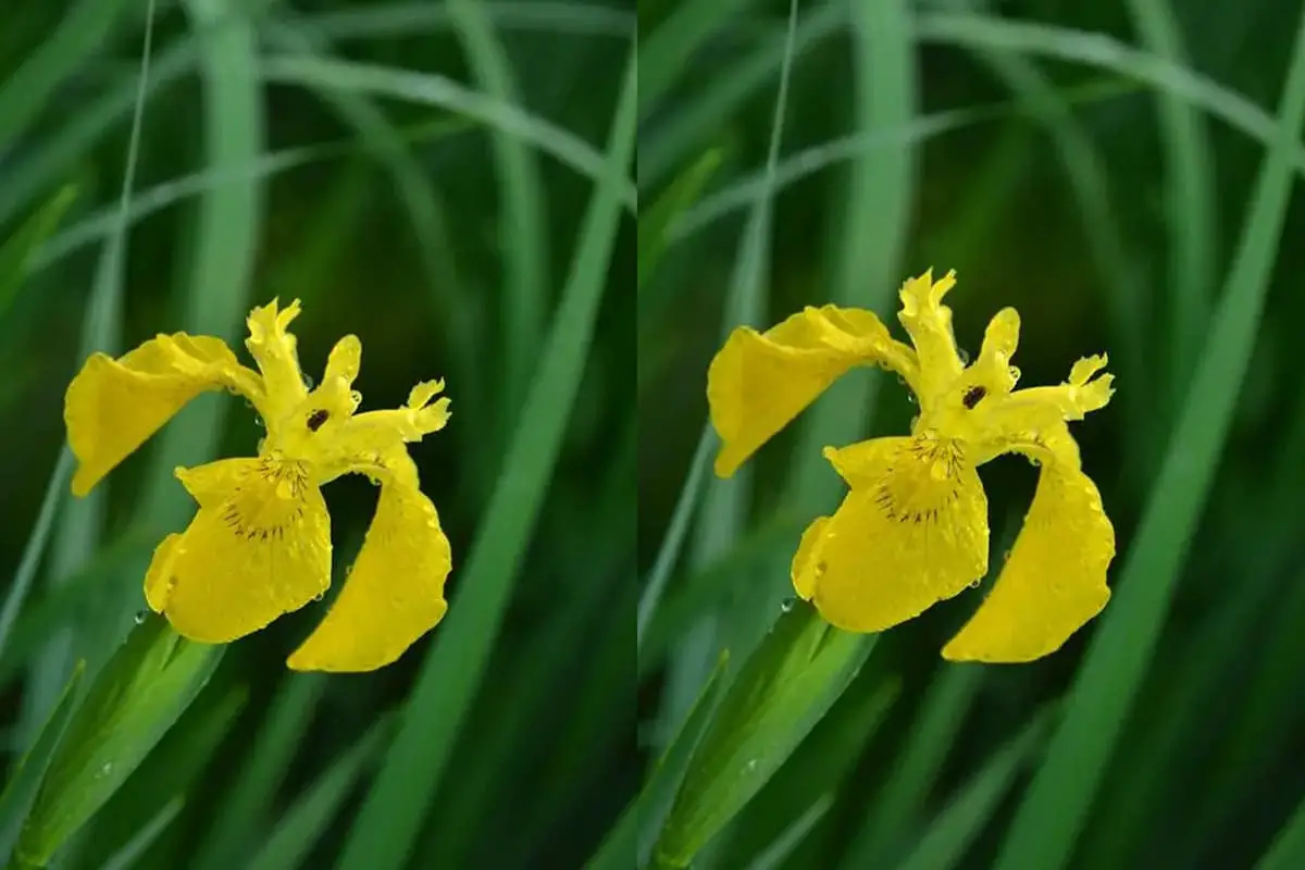 Iris wilsonii