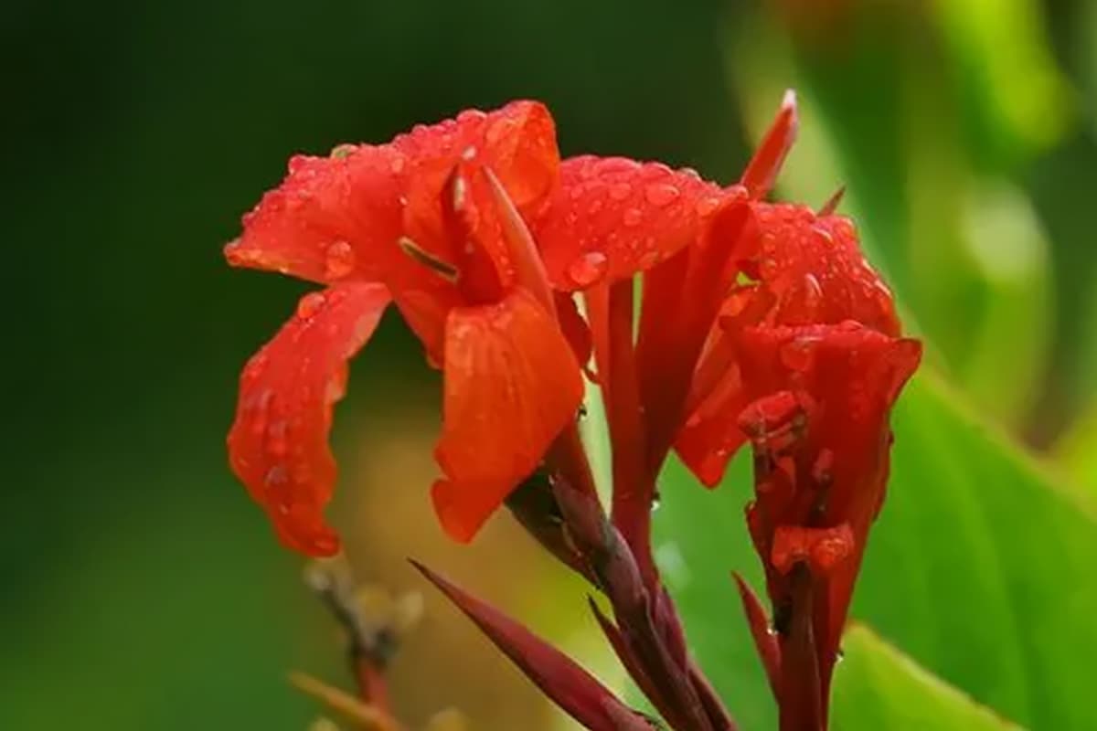 Canna generalis