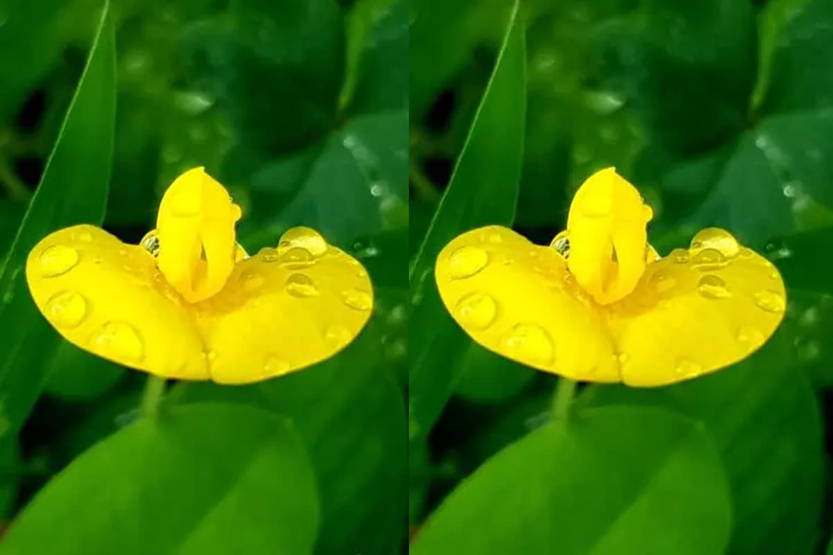 Golden Blooms Magic Cultivating Arachis Duranensis Like A Pro Flowerslib