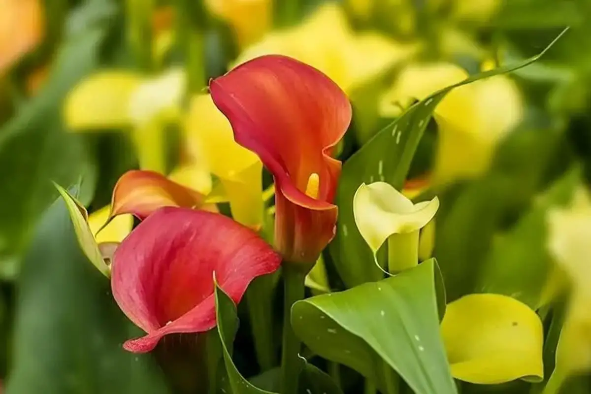 Zantedeschia hybrida