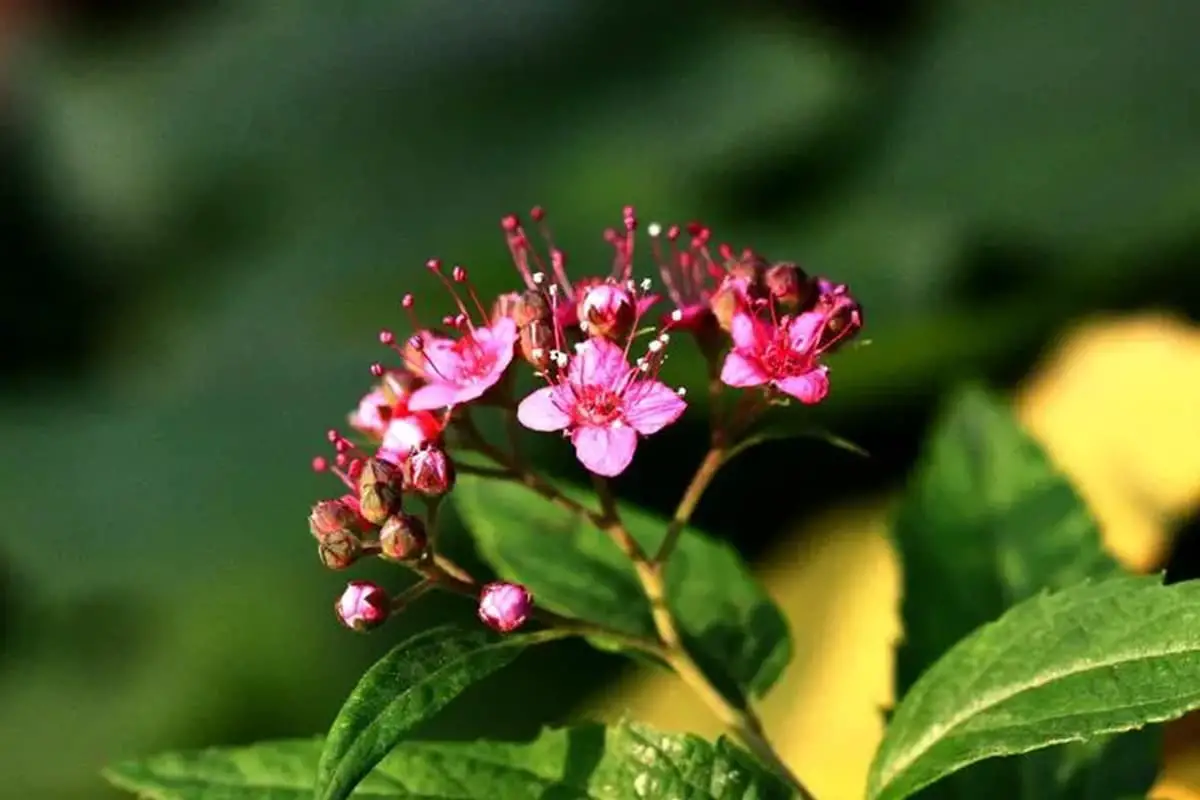 Spiraea japonica
