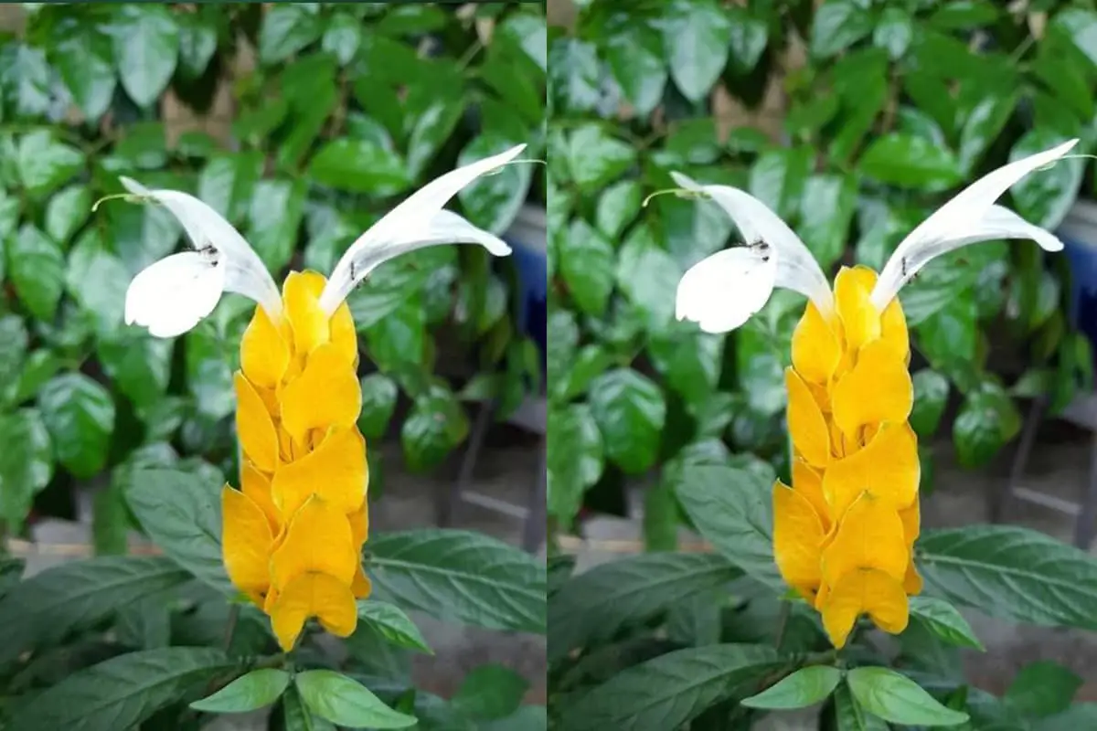 Pachystachys lutea