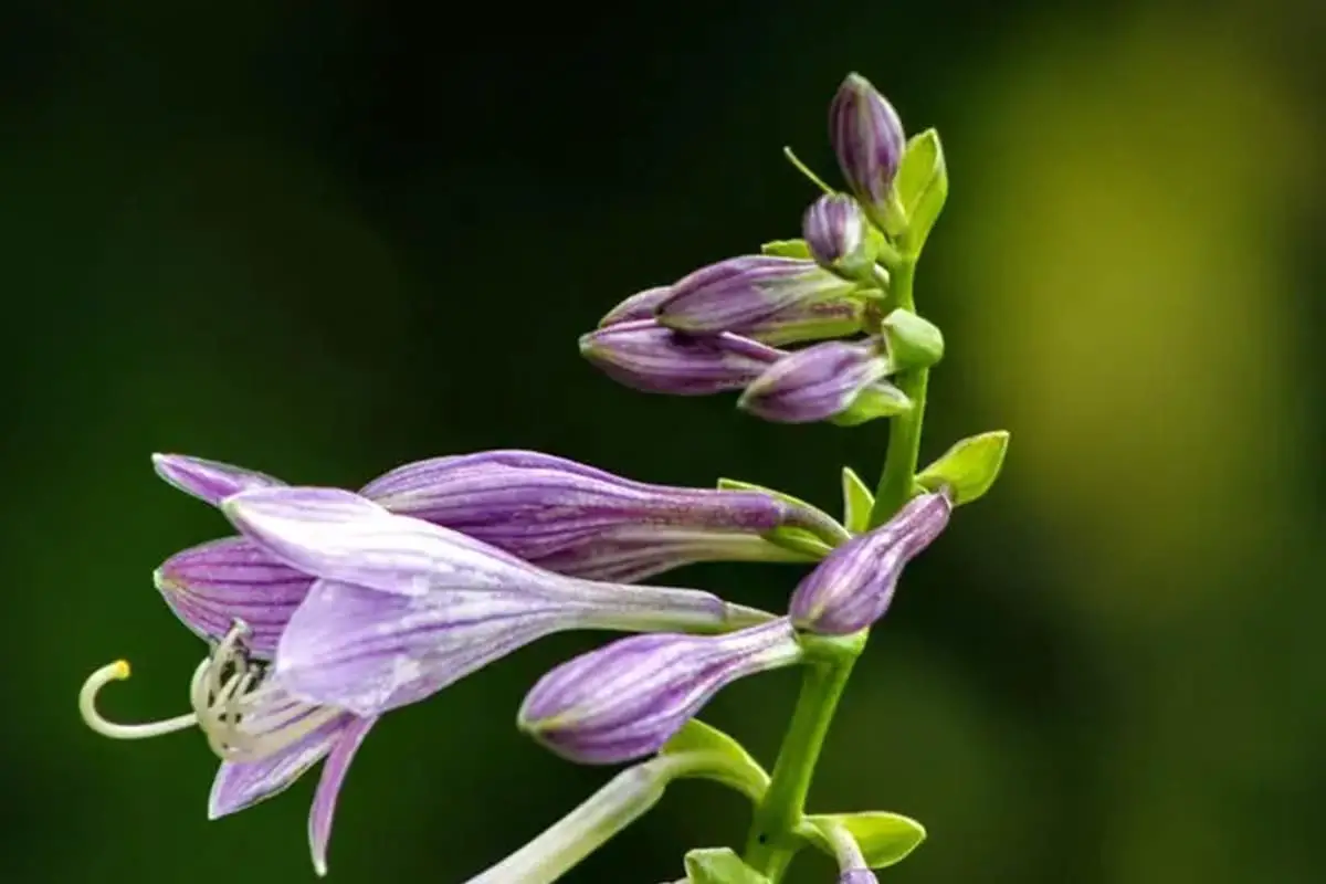 Hosta ventricosa 紫萼