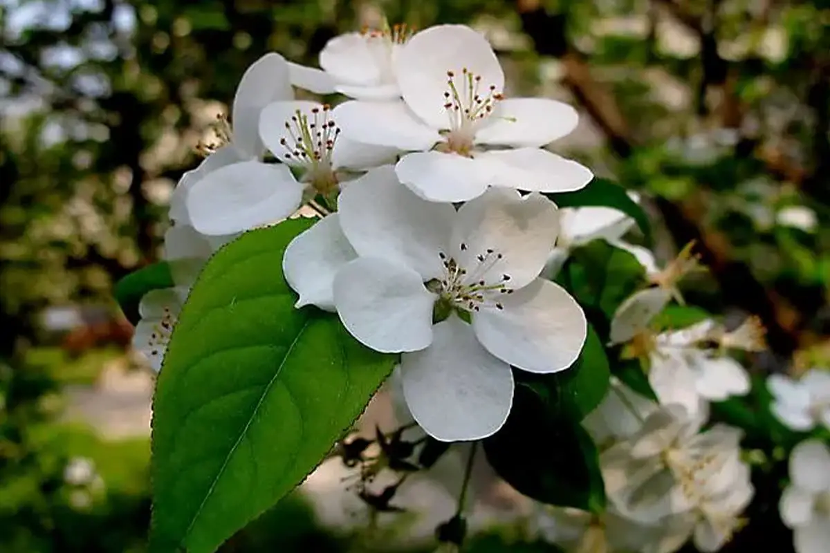 Malus hupehensis